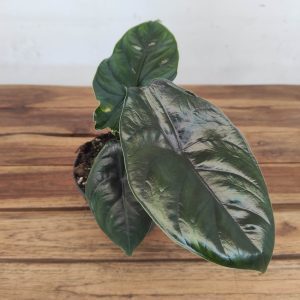 Alocasia 'Green Unicorn'