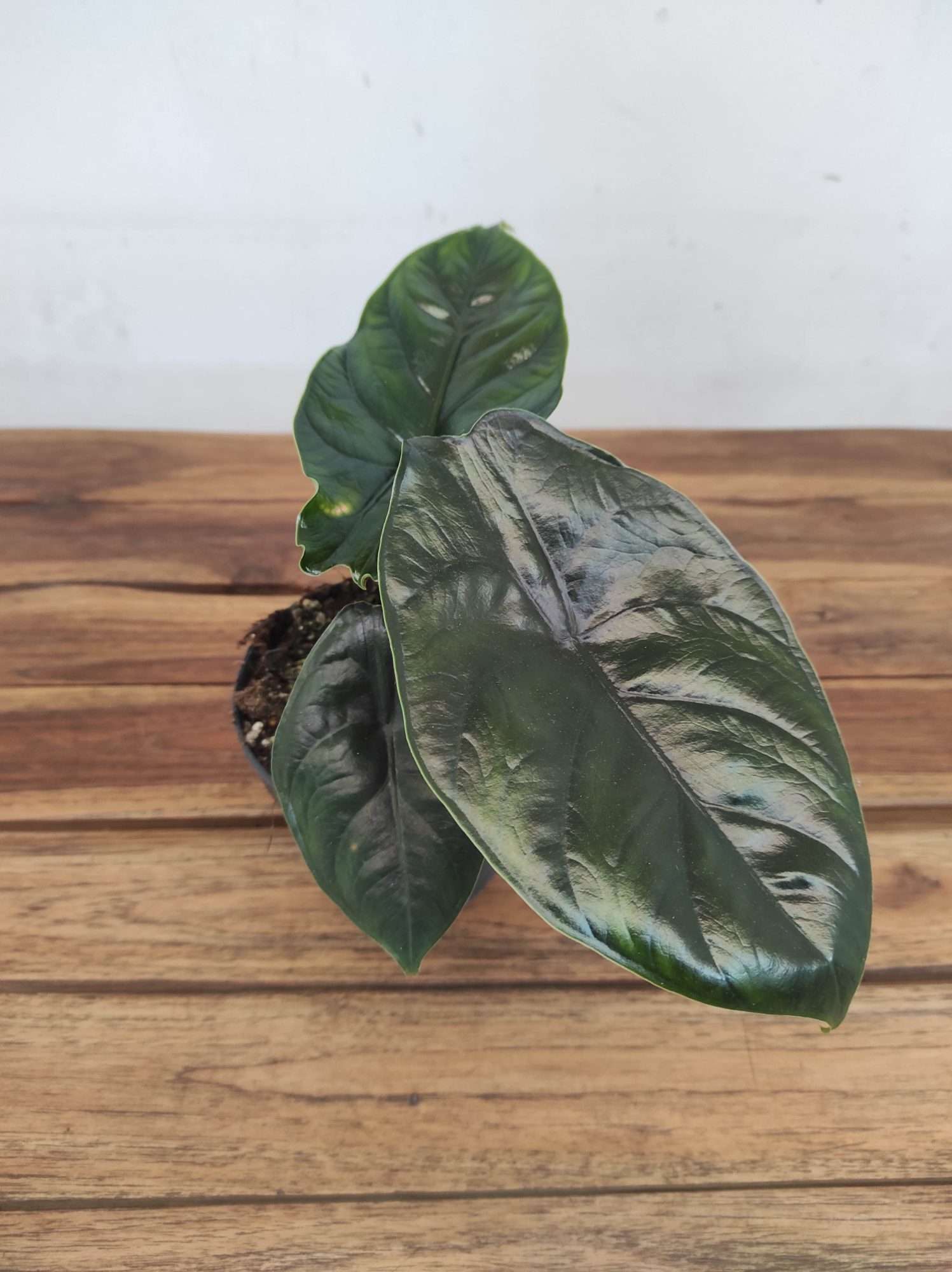 Alocasia 'Green Unicorn'