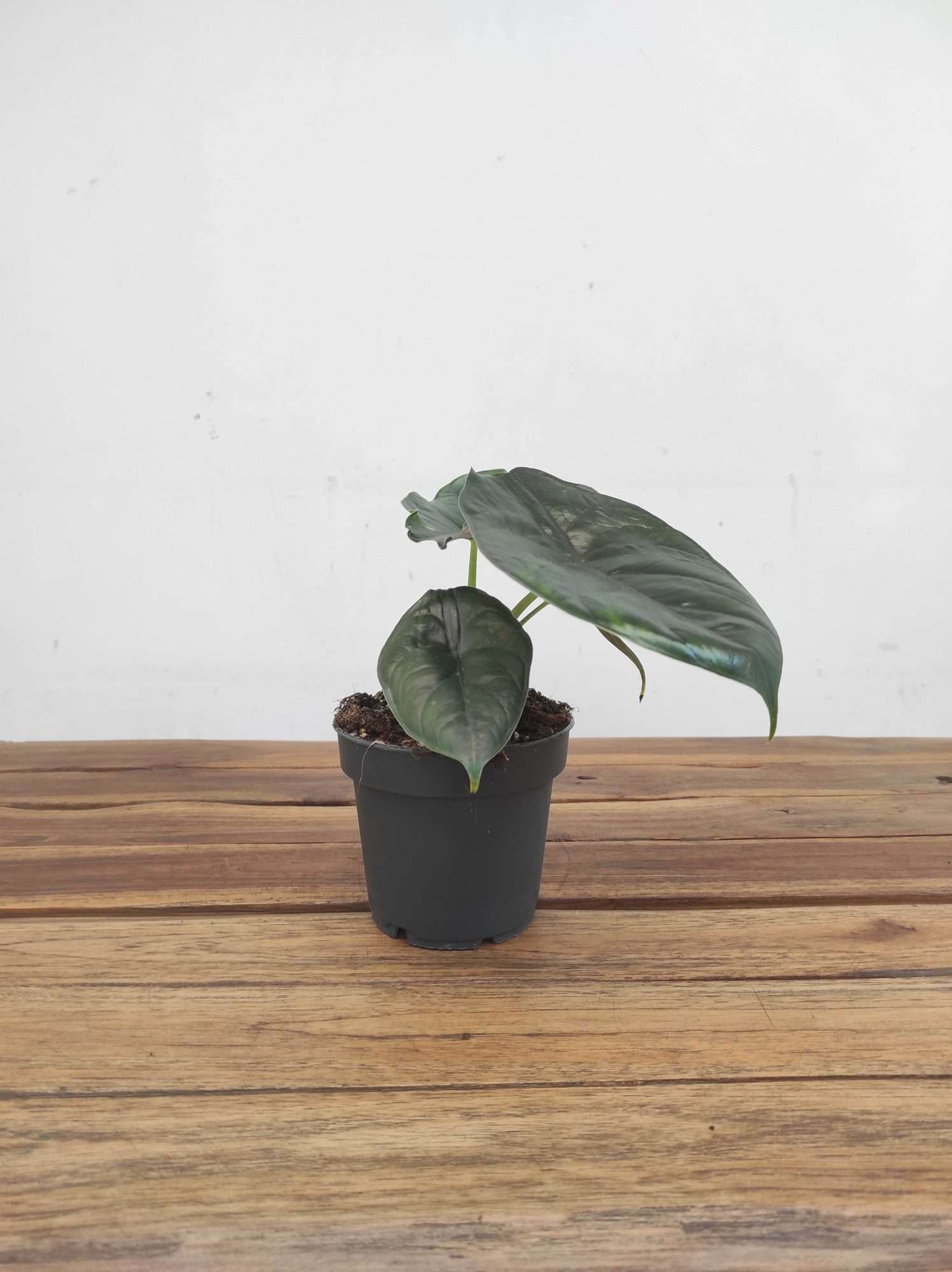 Alocasia 'Green Unicorn' - Image 2