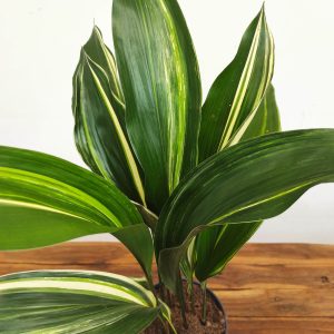Aspidistra Elatior Variegata