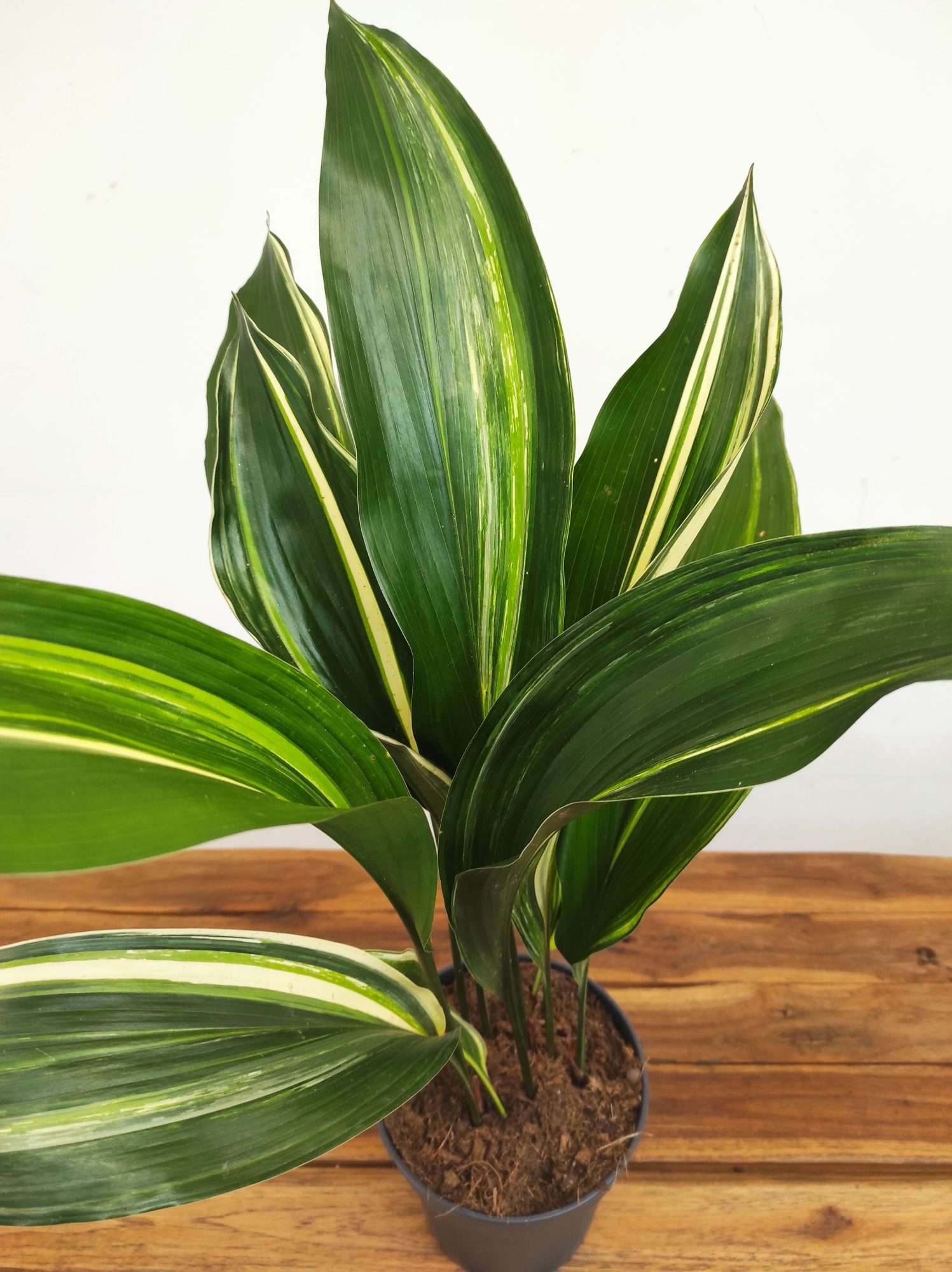 Aspidistra Elatior Variegata