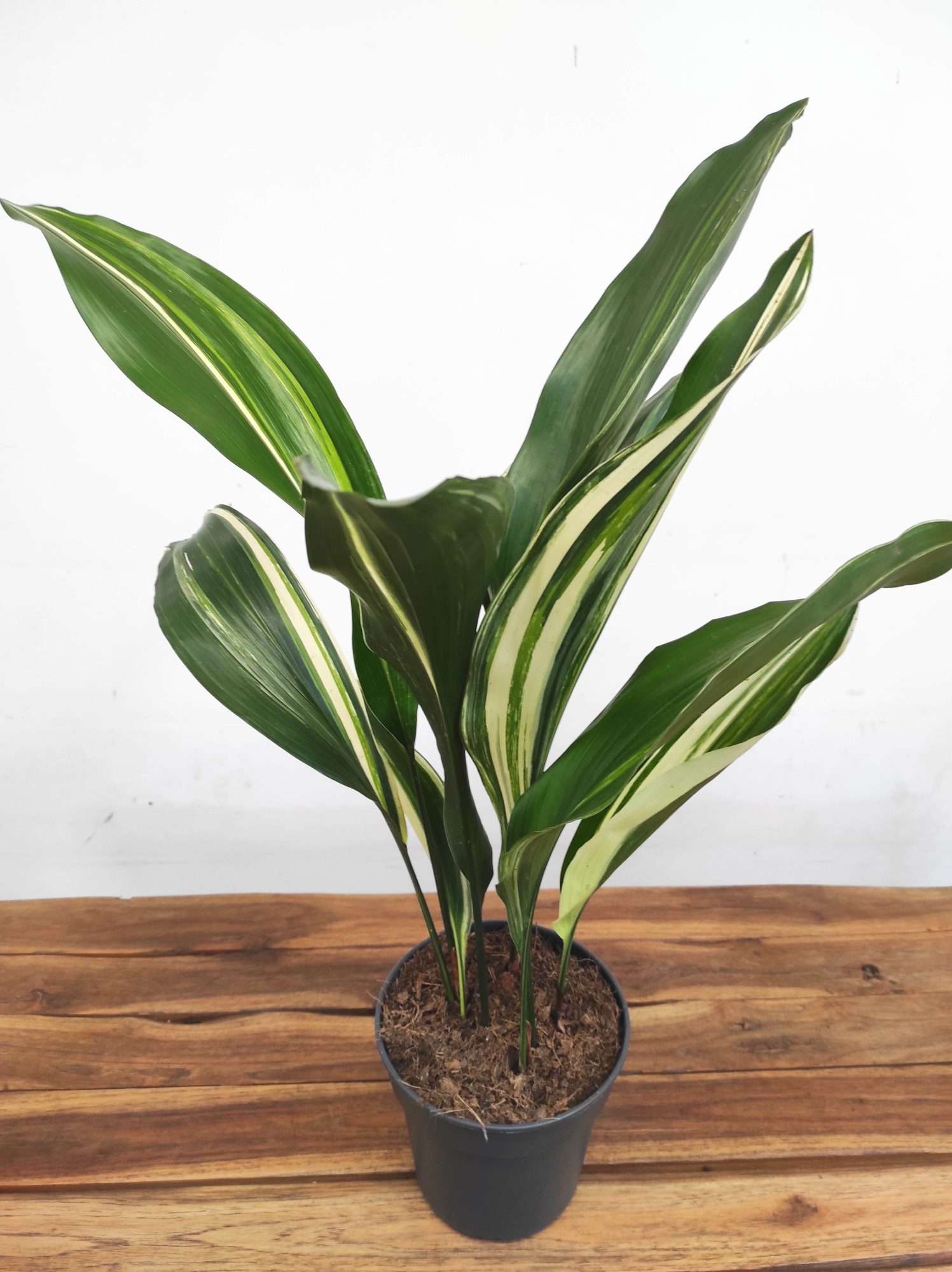 Aspidistra Elatior Variegata - Image 3