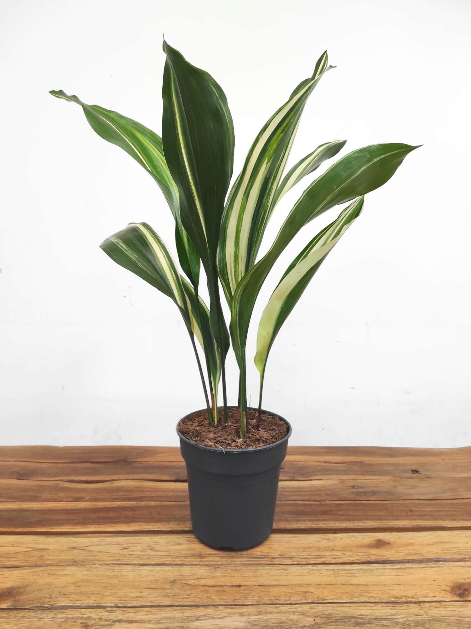 Aspidistra Elatior Variegata - Image 2