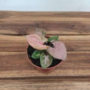 Syngonium 'Pink Perfection'