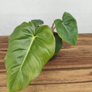 Philodendron Billienum X P. Pastazanum