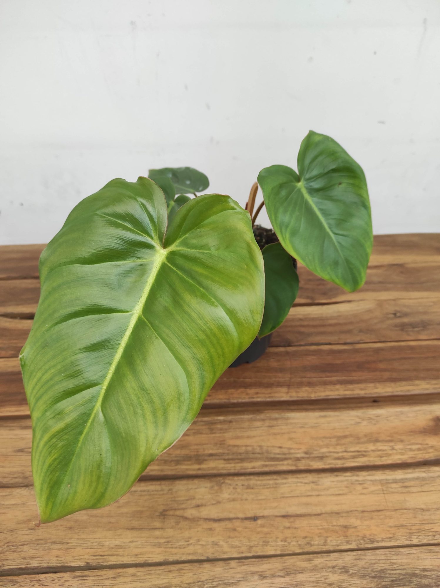 Philodendron Billienum X P. Pastazanum