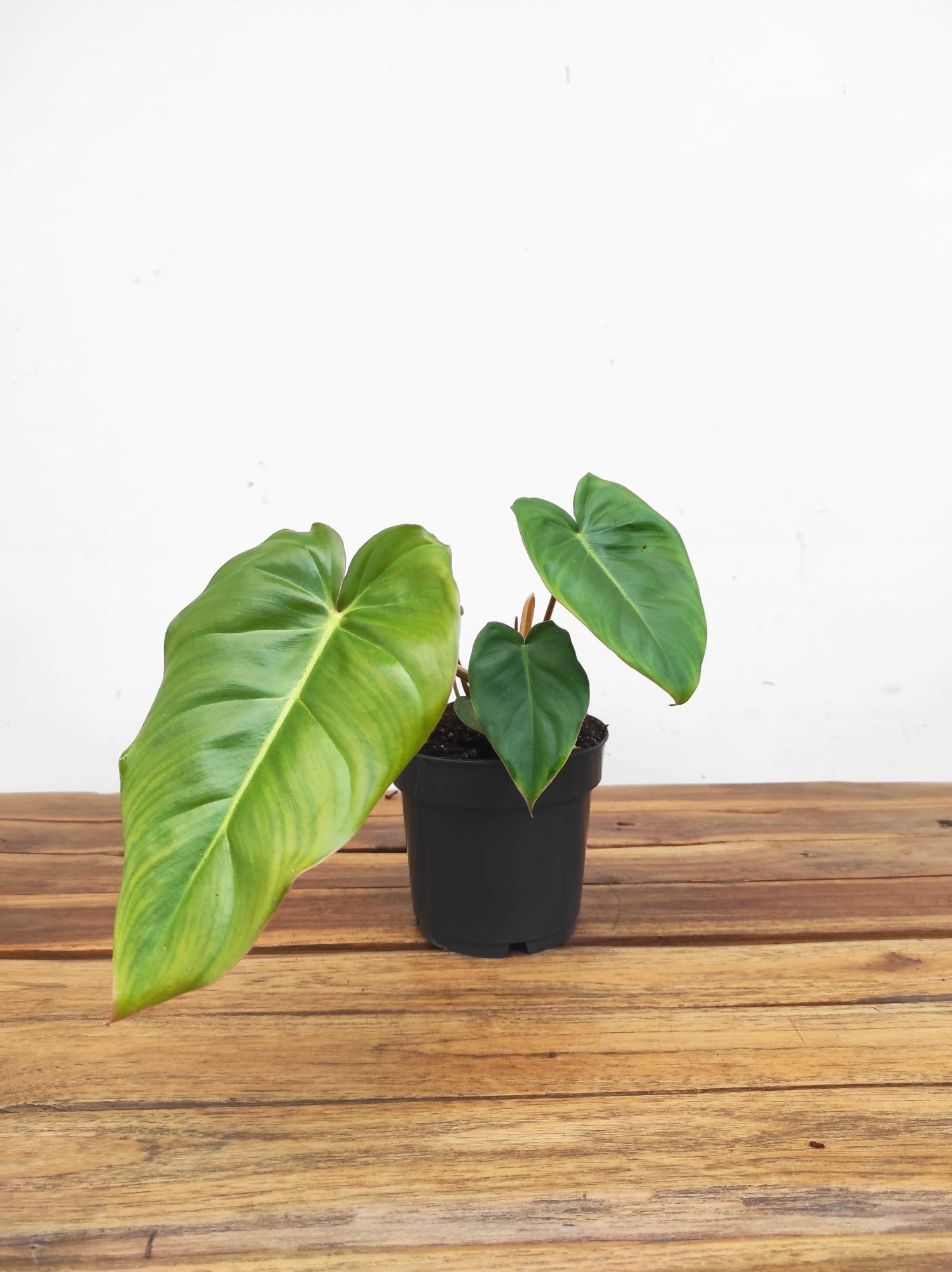Philodendron Billienum X P. Pastazanum - Image 2