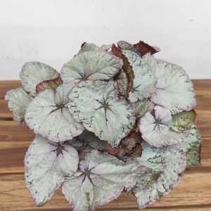Begonia Beleaf