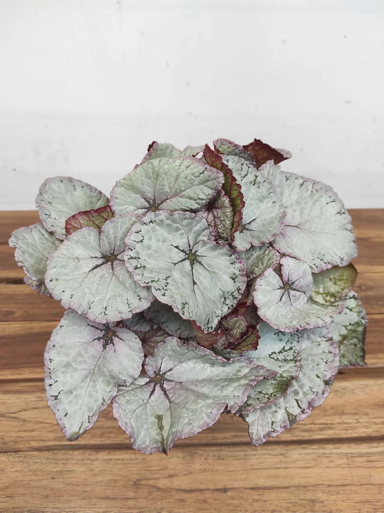 Begonia Beleaf