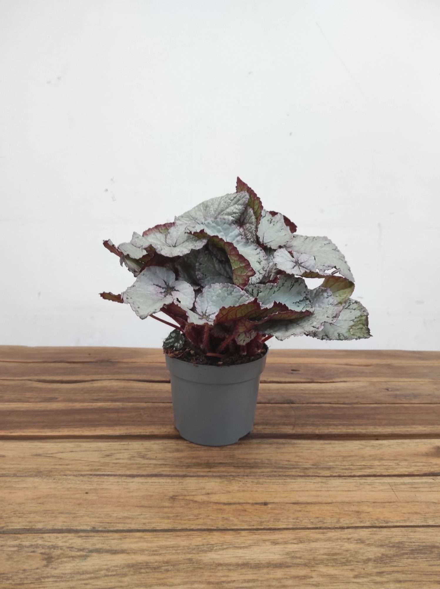 Begonia Beleaf - Image 2