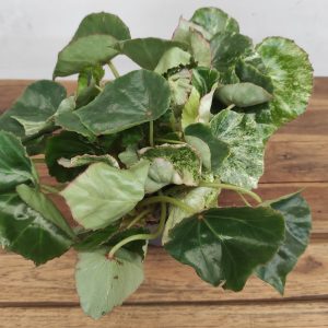 Begonia Beleaf
