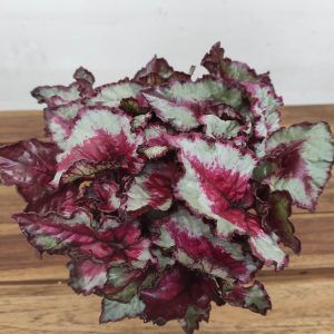 Begonia Beleaf
