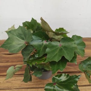 Begonia Beleaf