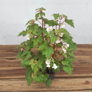 Begonia 'Dregei'