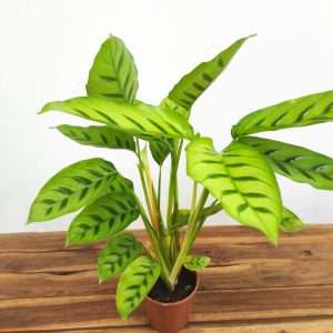 Calathea V.12
