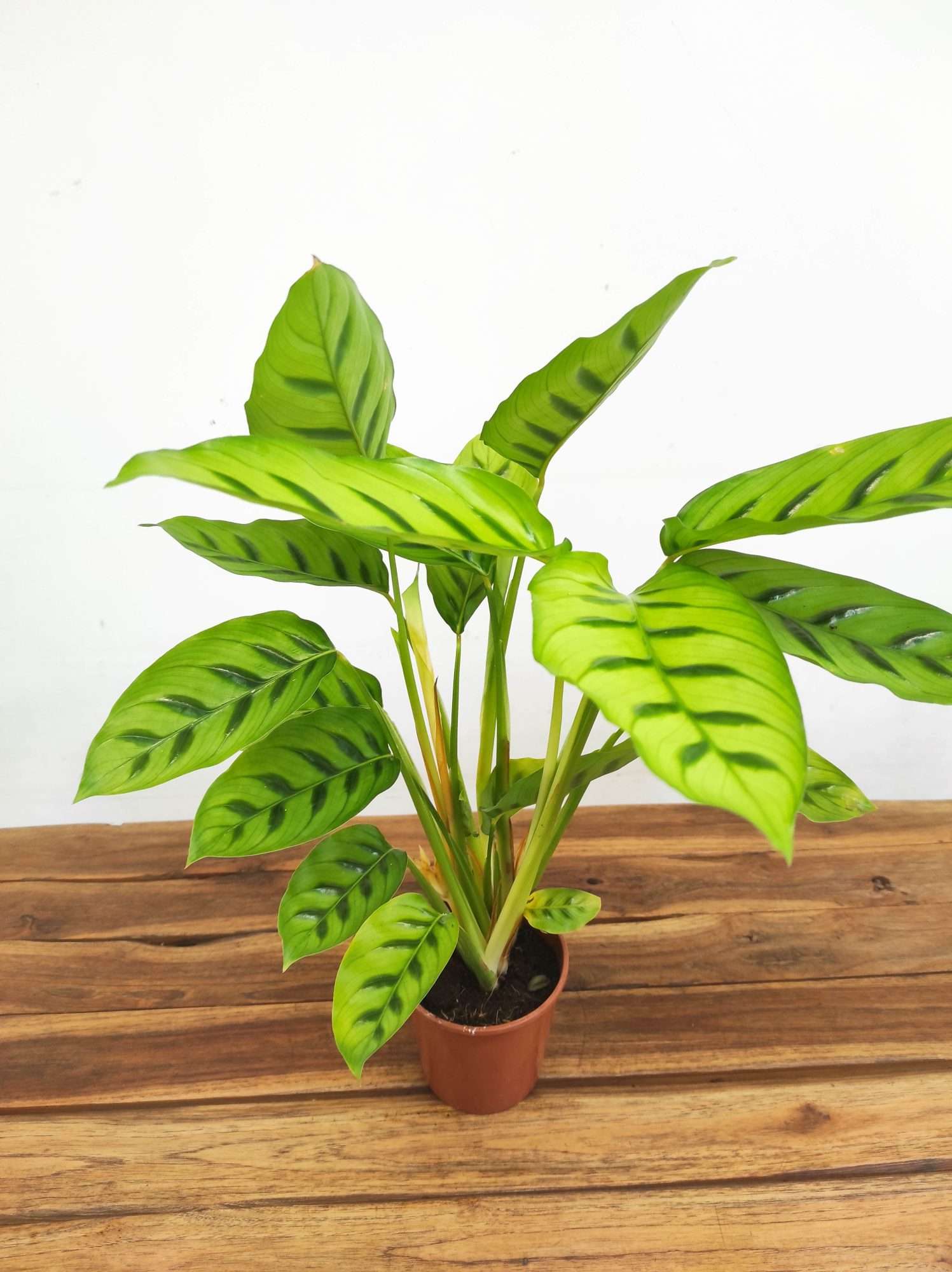 Calathea V.12