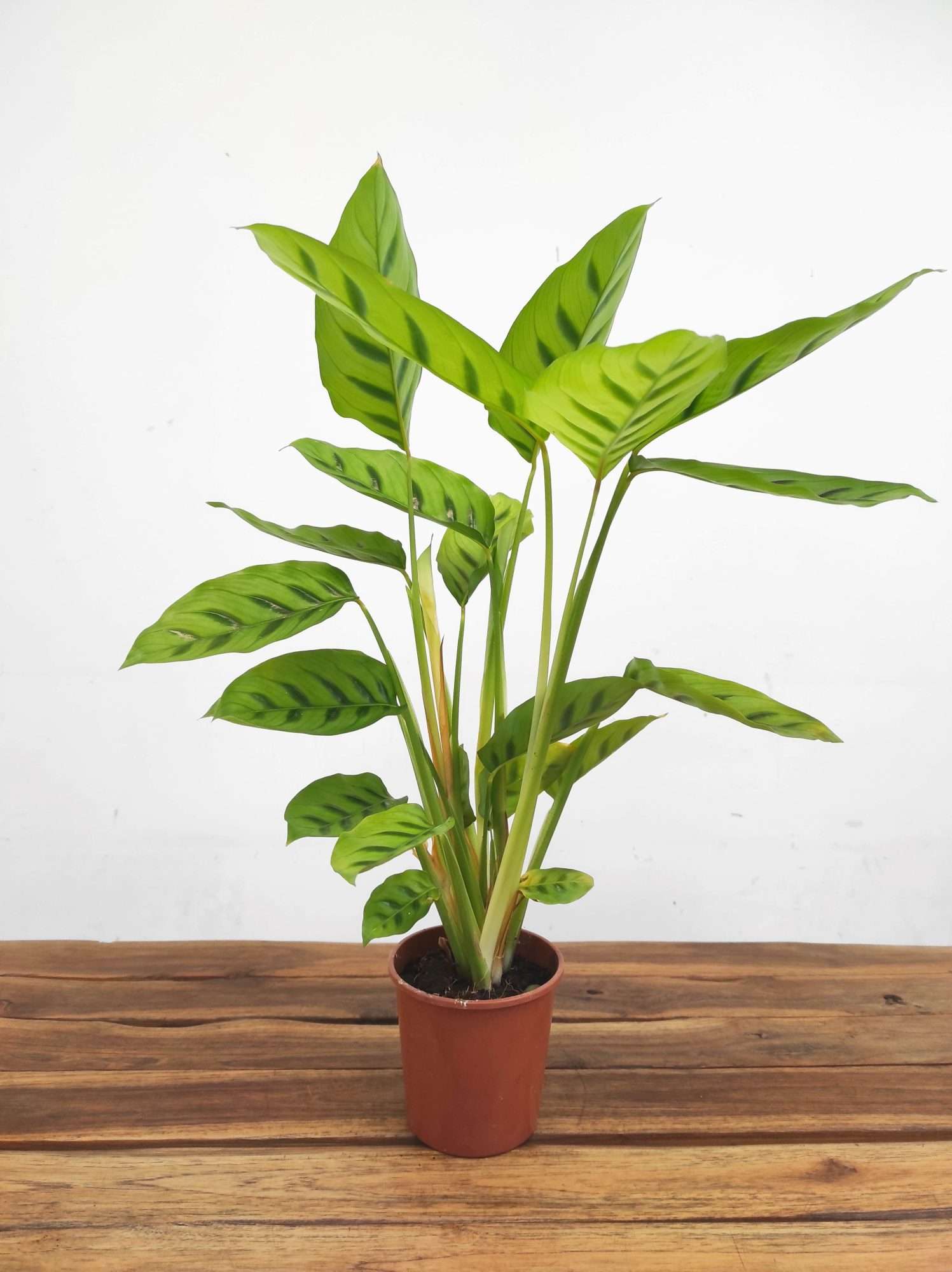 Calathea V.12 - Image 2