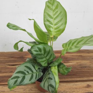 Calathea V.12