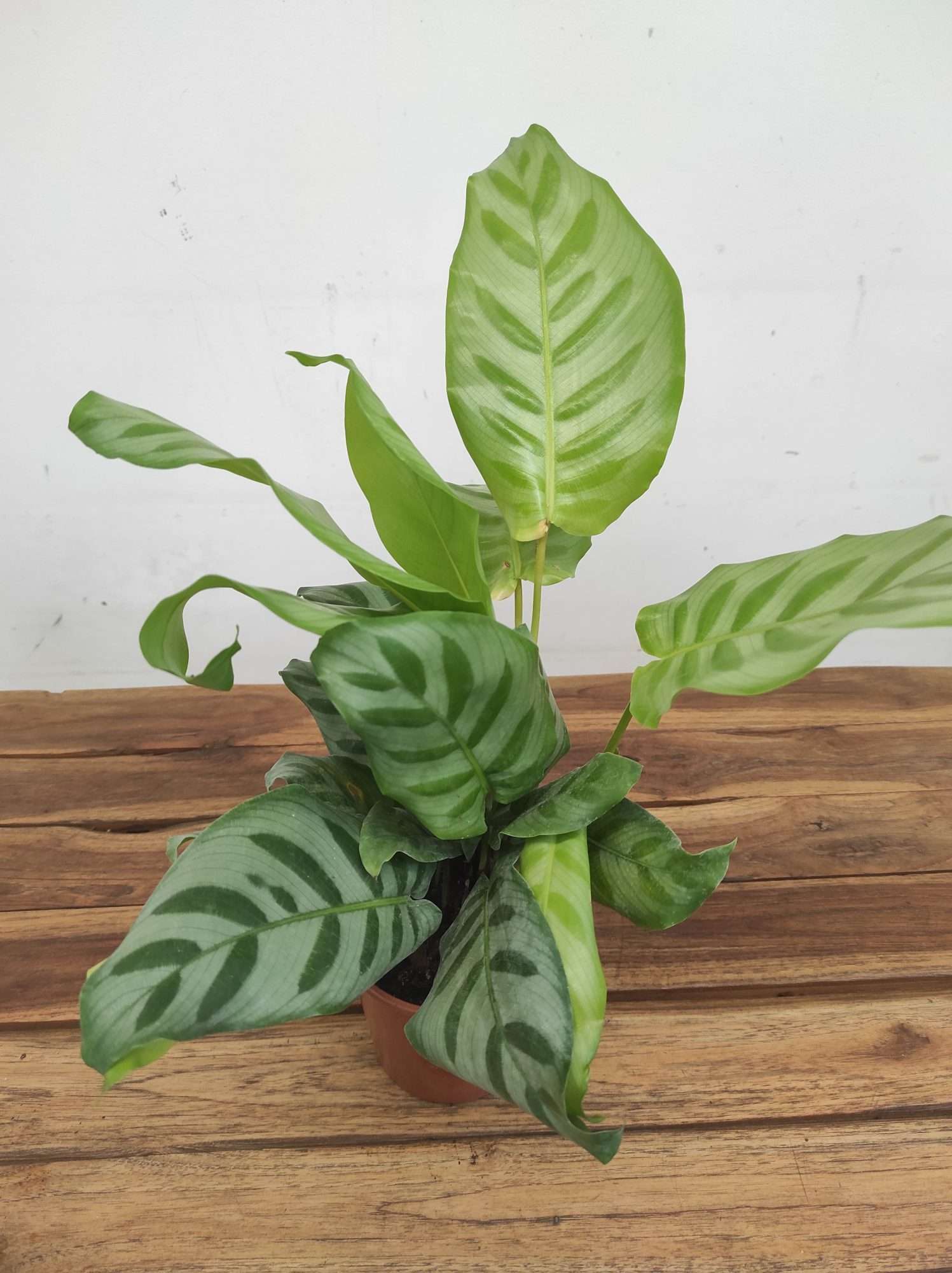 Calathea V.12