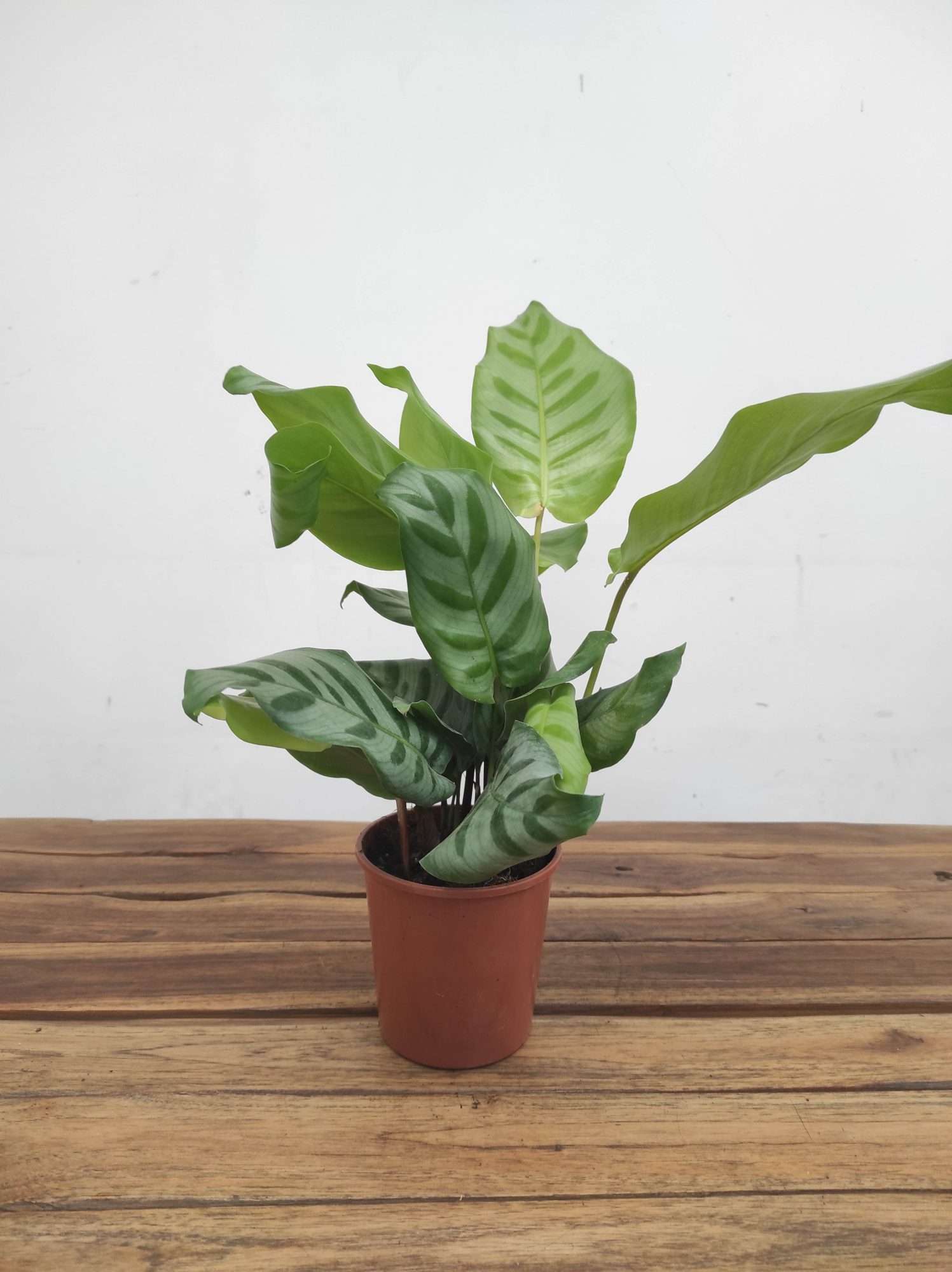 Calathea V.12 - Image 2