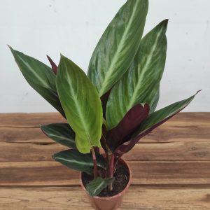 Calathea V.12