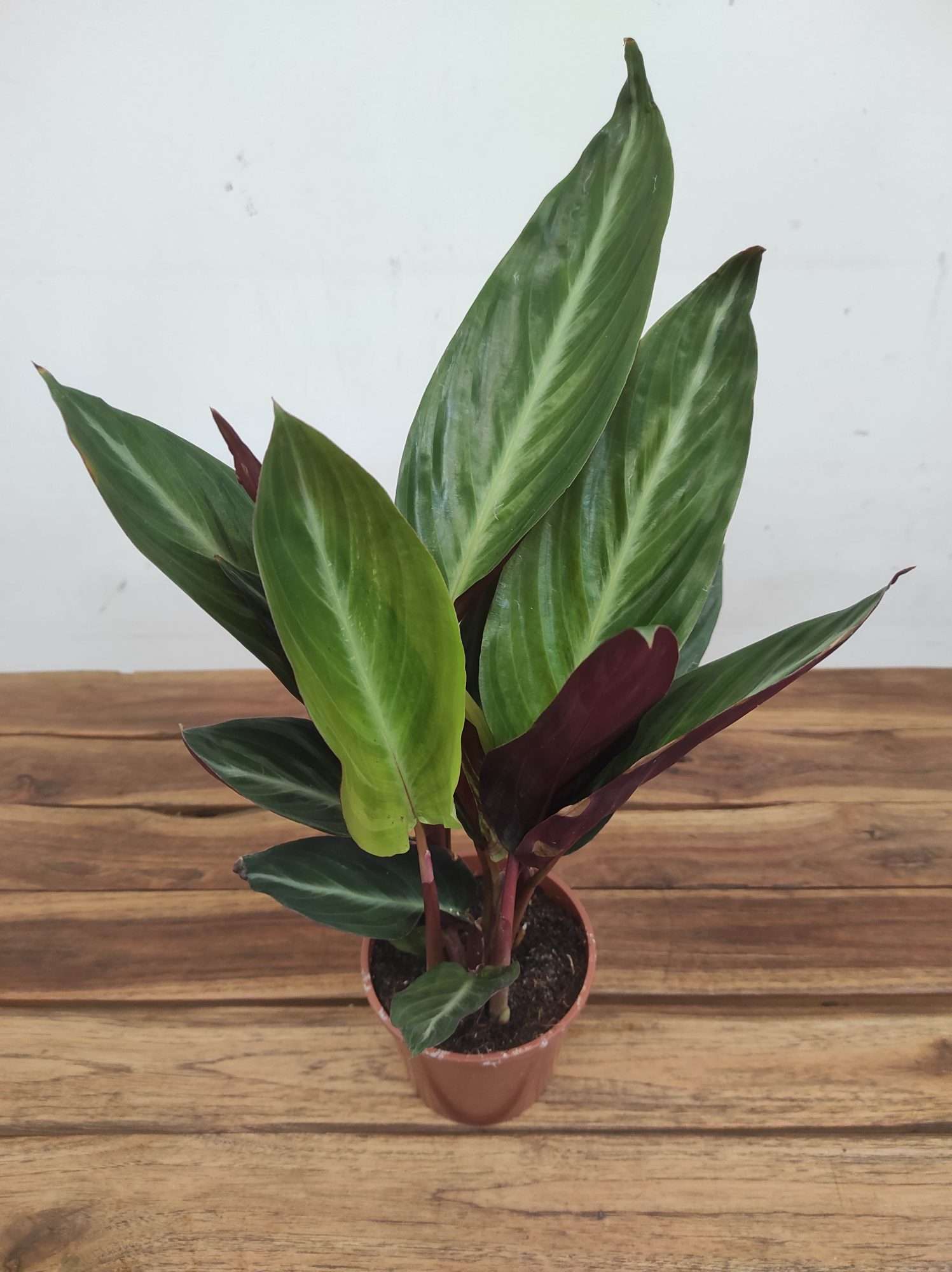 Calathea V.12
