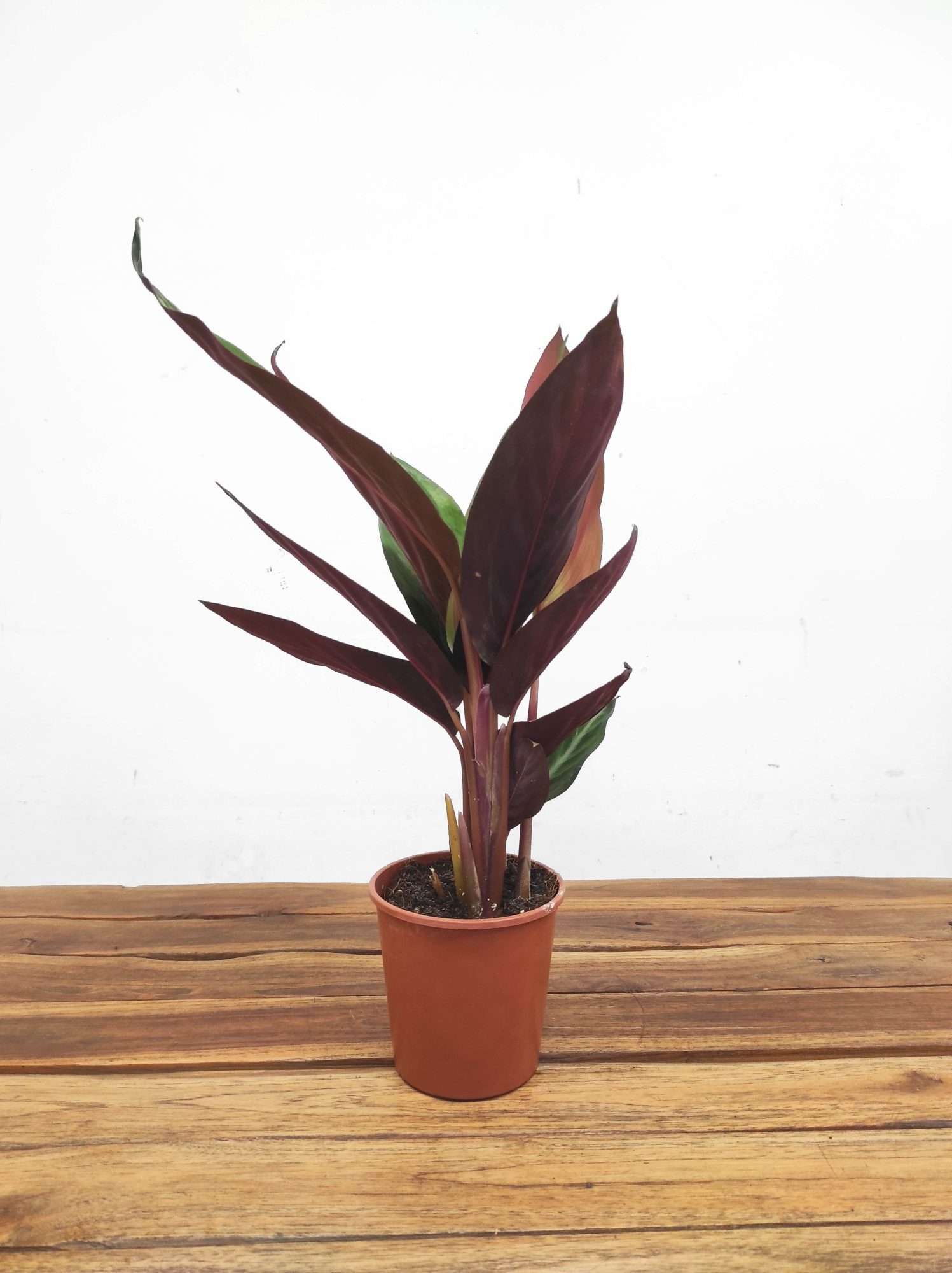 Calathea V.12 - Image 2