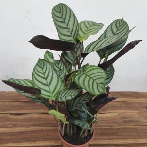 Calathea V.12