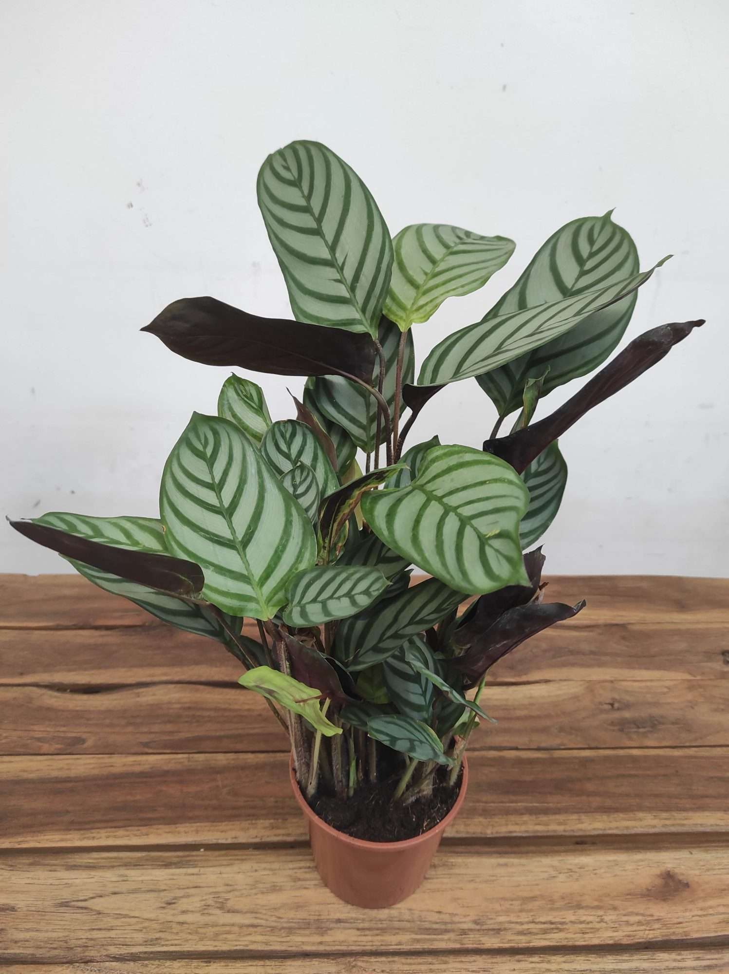 Calathea V.12