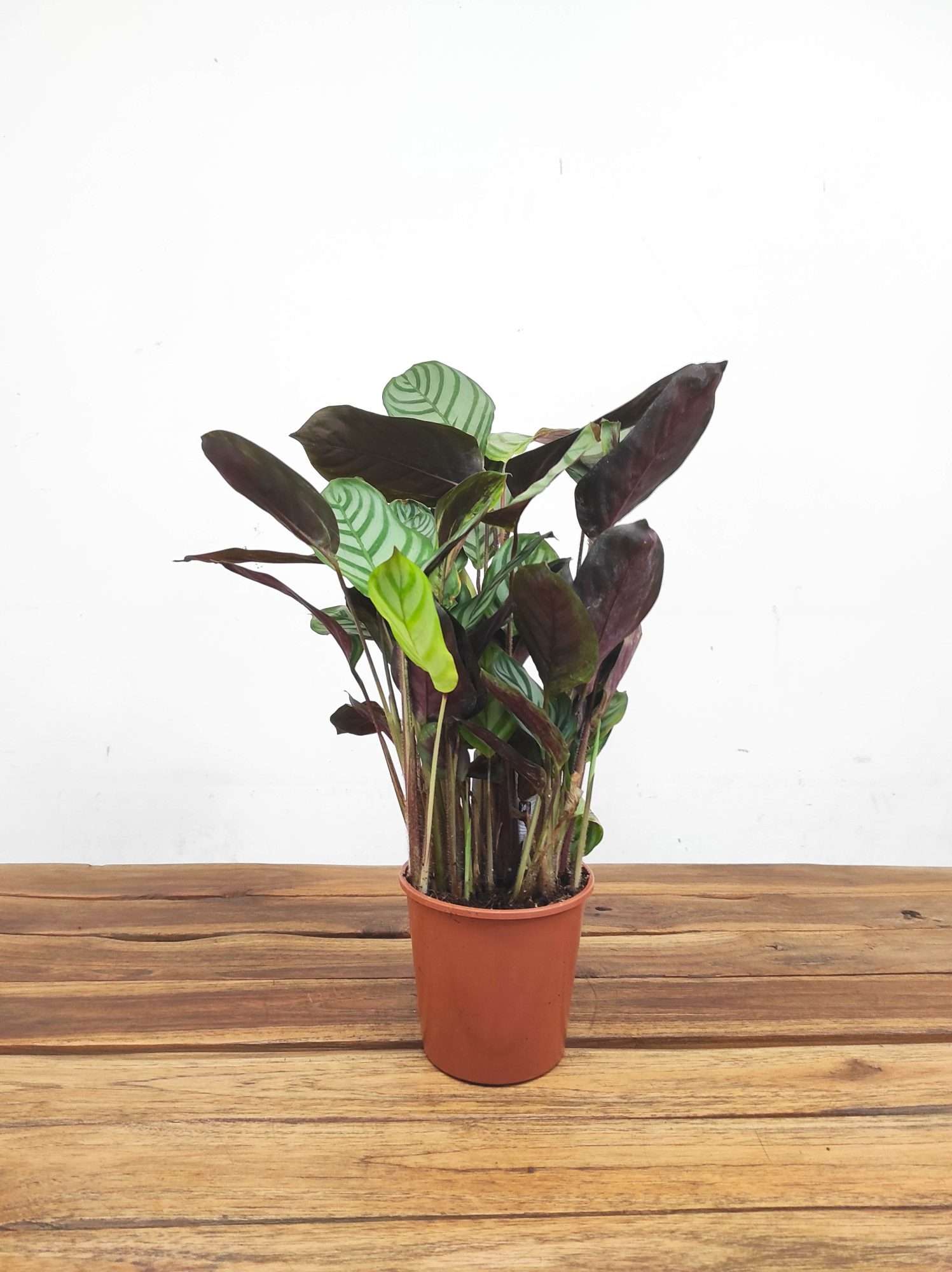 Calathea V.12 - Image 2