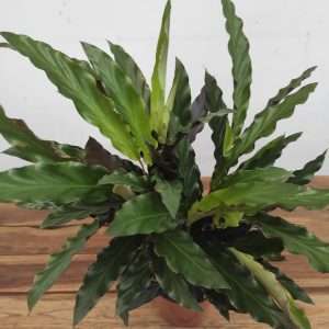 Calathea V.12