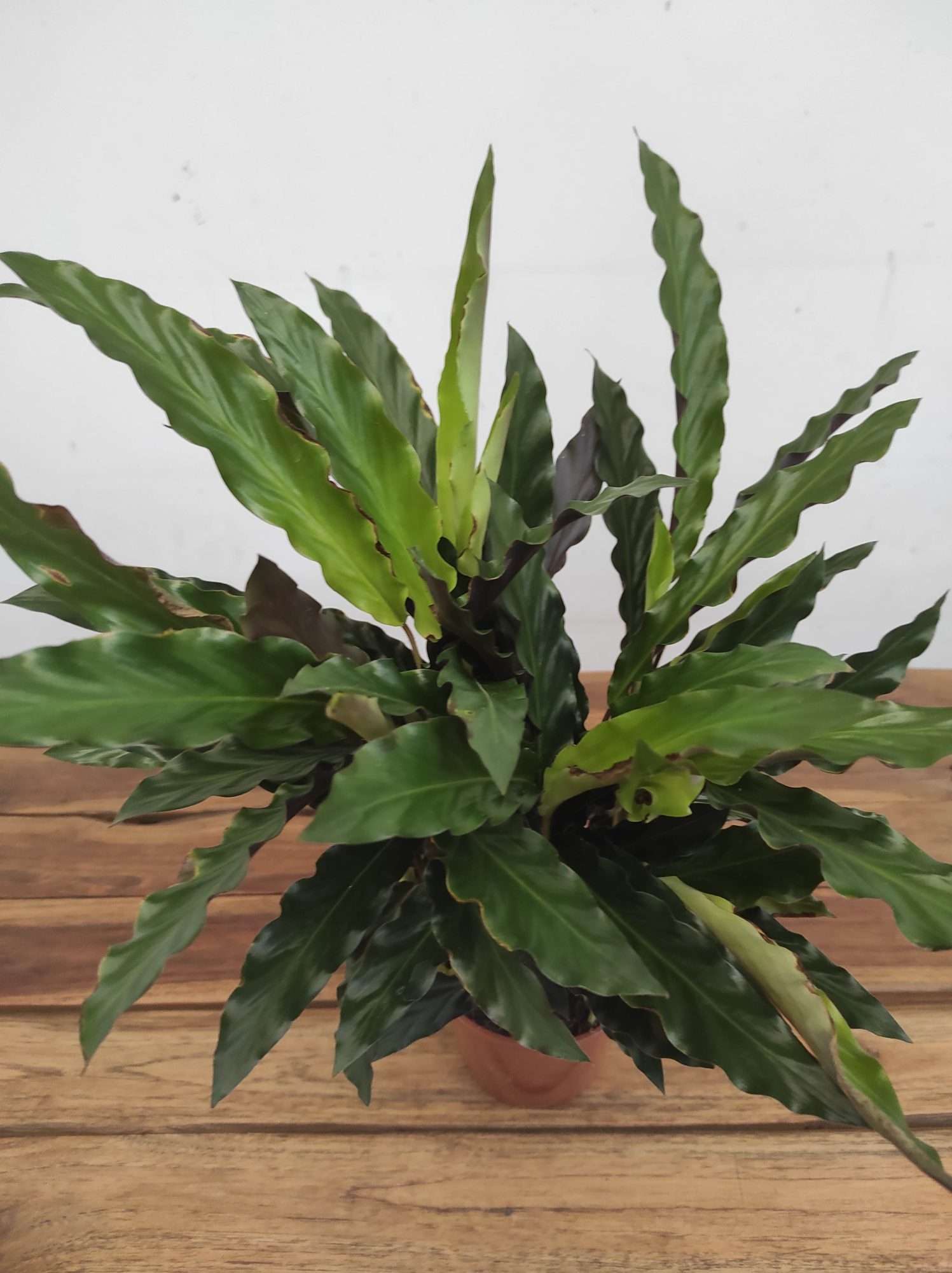 Calathea V.12