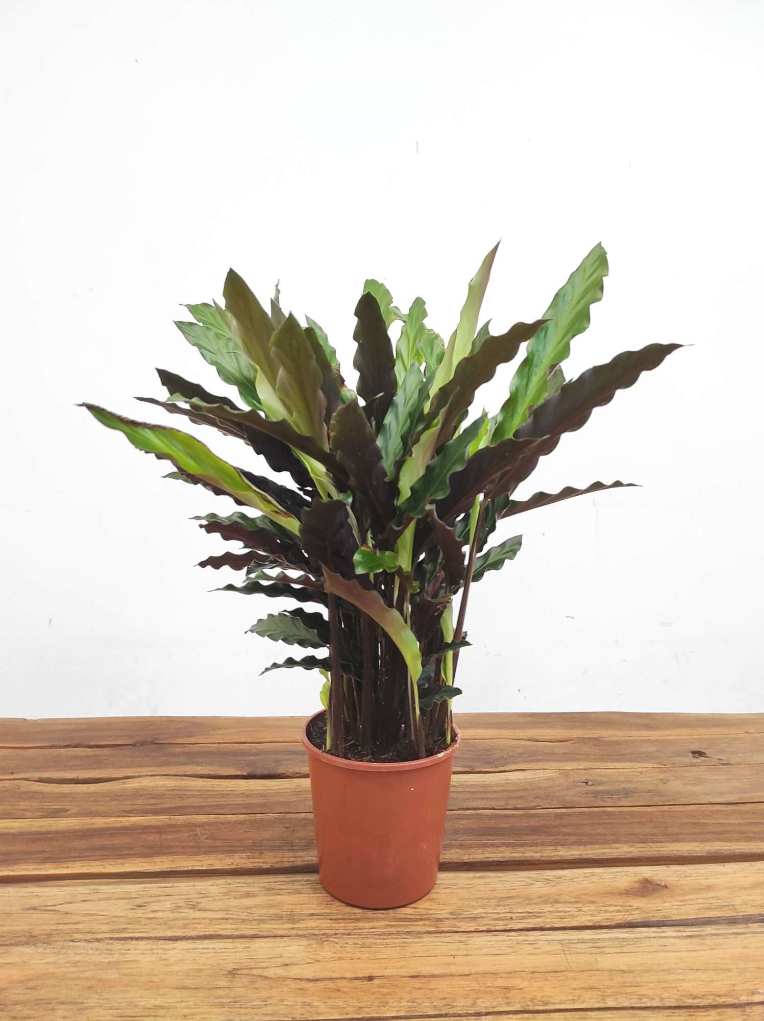 Calathea V.12 - Image 2