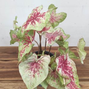 Caladium 'Raspberry Moon'