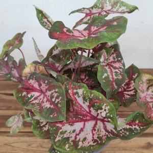Caladium 'Carolyn Whorton'