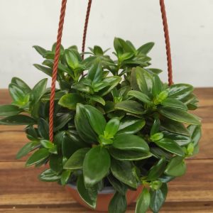 Nematanthus Gregarius - Suspensão