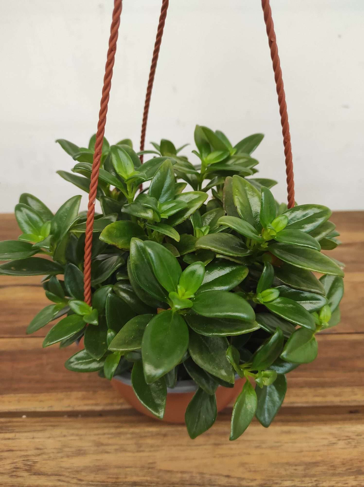 Nematanthus Gregarius - Suspensão