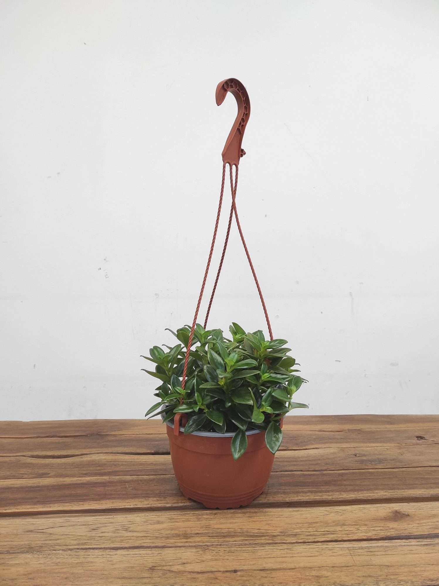 Nematanthus Gregarius - Suspensão - Image 2