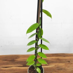 Vanilla 'Orchid'