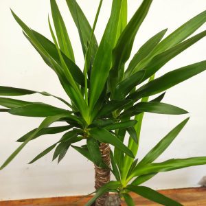 Yucca