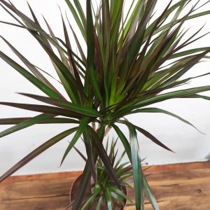 Dracaena 'Magenta' 60-30