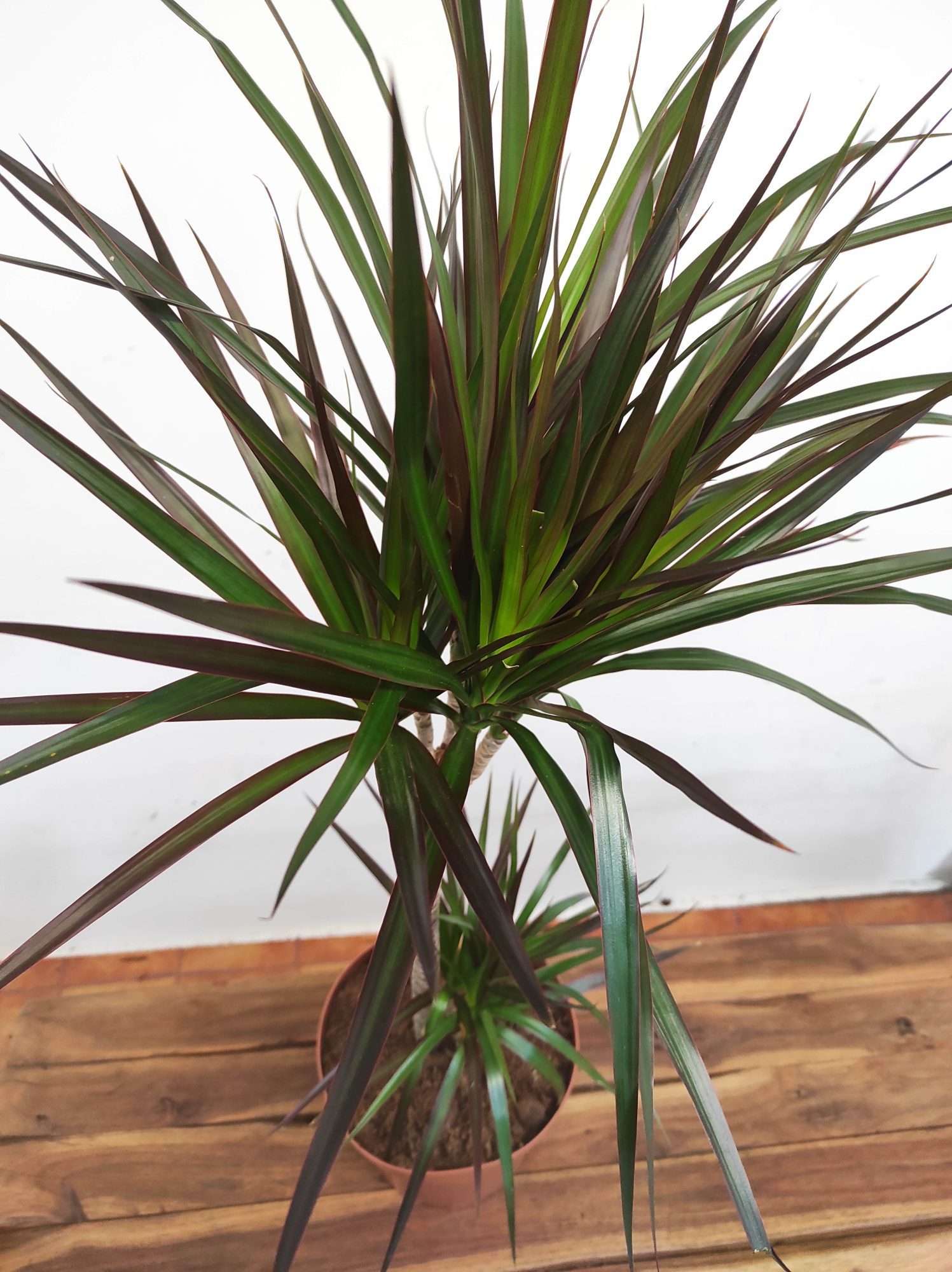 Dracaena 'Magenta' 60-30