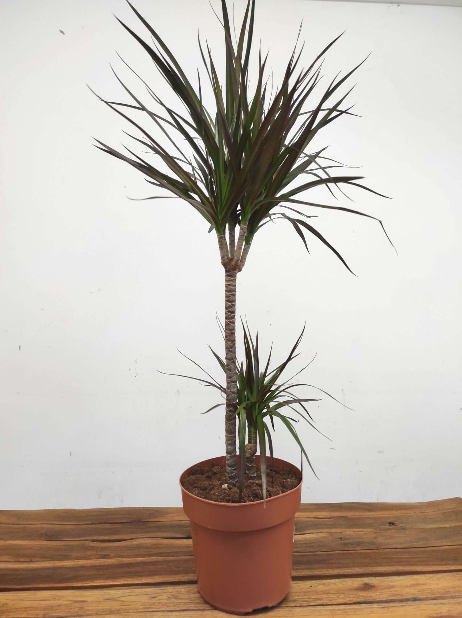 Dracaena 'Magenta' 60-30 - Image 2