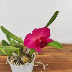 Cattleya V.12