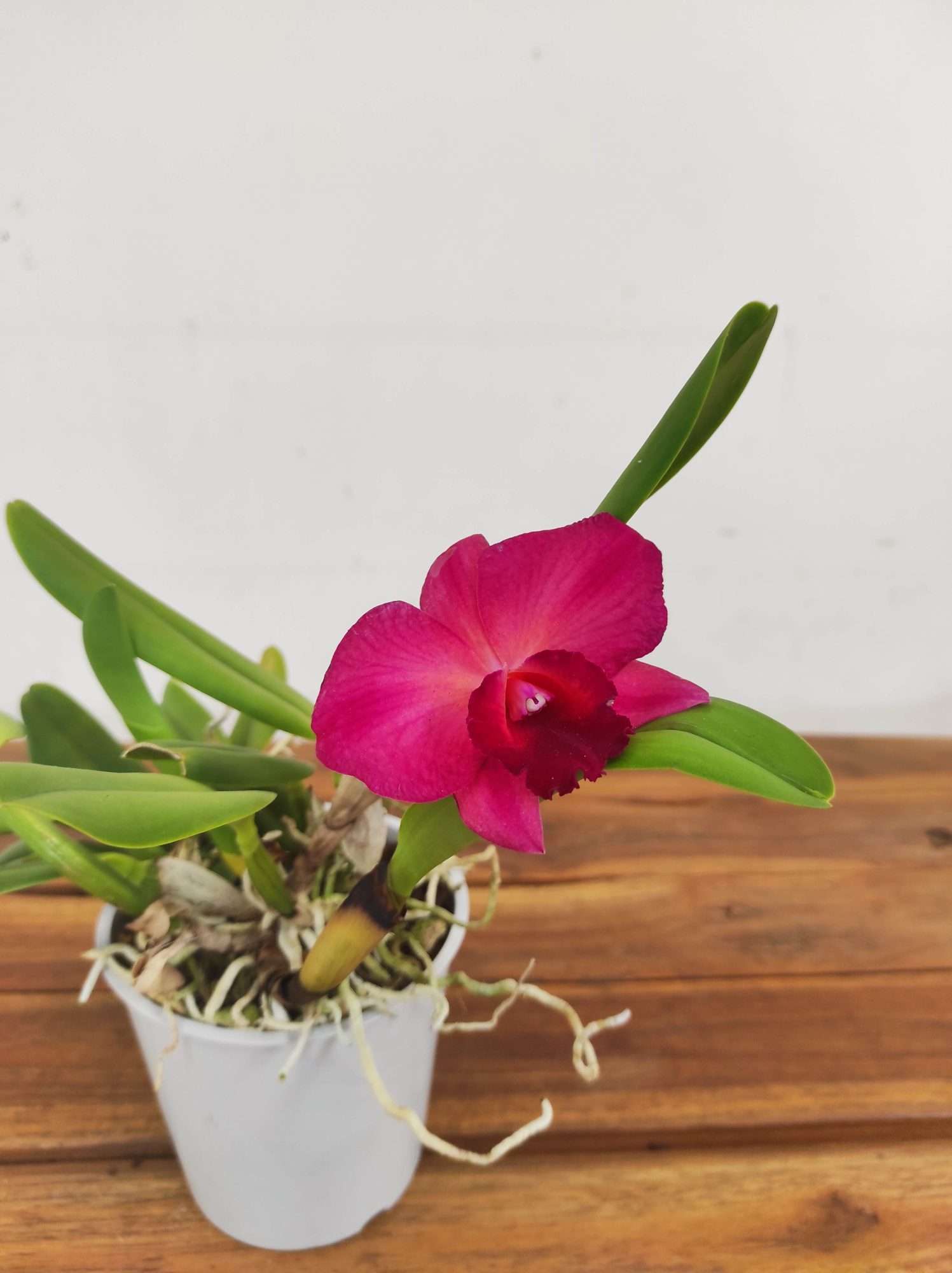 Cattleya V.12