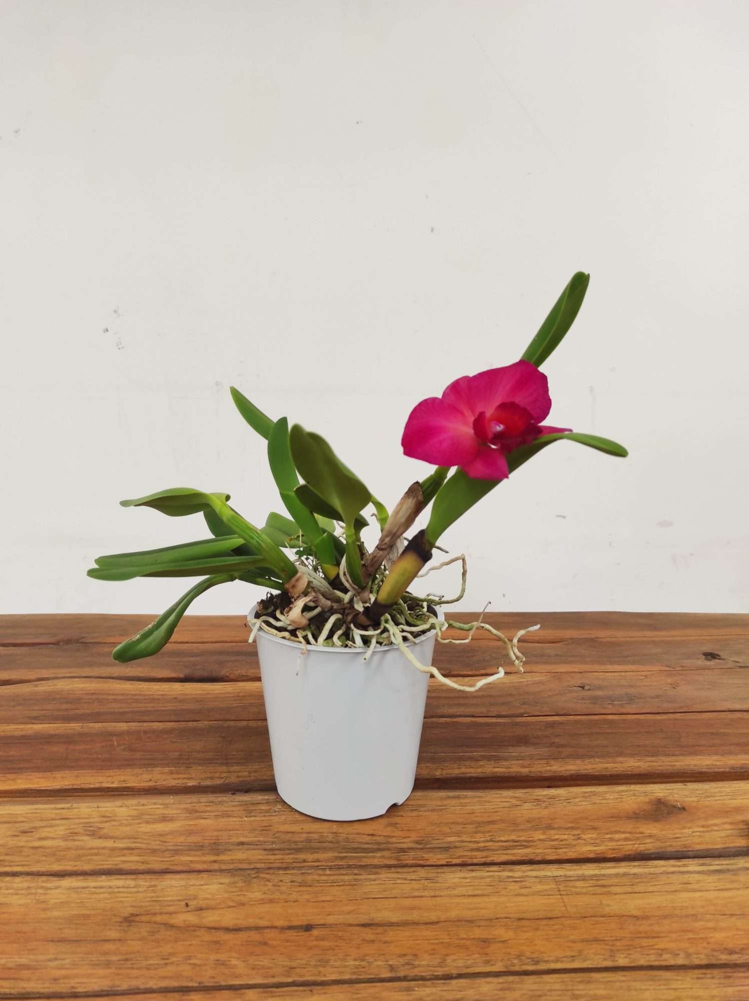 Cattleya V.12 - Image 2