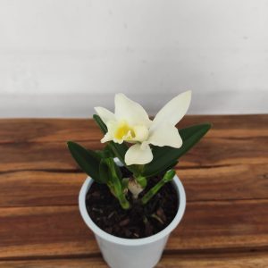 Cattleya V.12