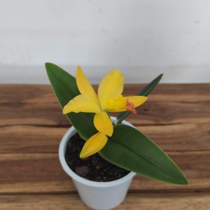 Cattleya V.12