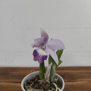 Cattleya V.12