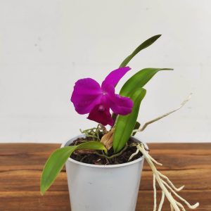 Cattleya V.12